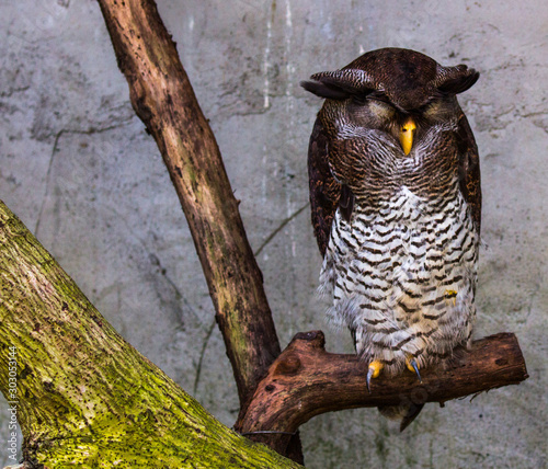 Canvas Print Owl isolated, Kuala Lumpur, Malaysia