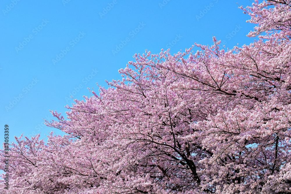 桜の開花イメージ