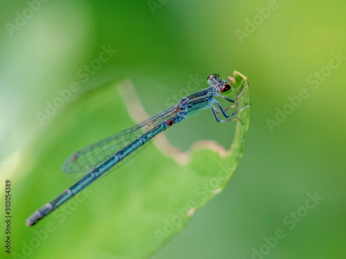 Close-up a blue Narrow-winged Damselfy Odonata (Coenagrionidae) perching on green blade leaf with green nature blurred background.