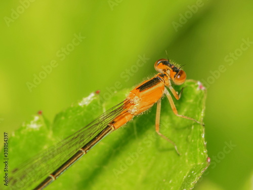 Close-up a orange Narrow-winged Damselfy Odonata (Coenagrionidae) perching on green blade leaf with green nature blurred background.