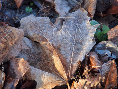 Fallen autumn leaves of trees lying on the ground, covered with frost.