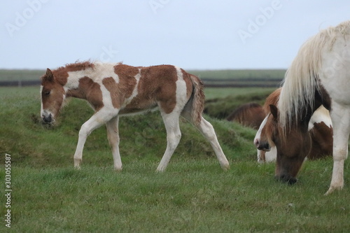 Icelandic Horse © J.Whalen