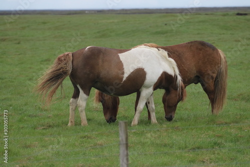 Icelandic Horse