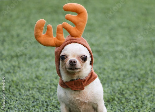 Portrait of white short haier chihuahua dog wearing reindeer horn hat sitting on the green grass photo