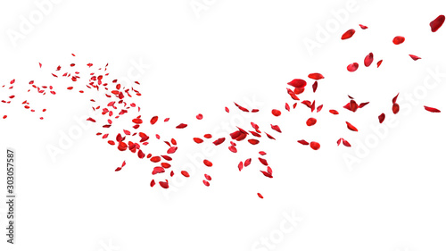 Red rose petals floating in curve flow path on a white background photo