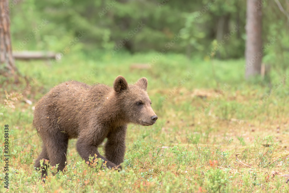 Young Brown bear (Ursus arctos) walking in the summer forest