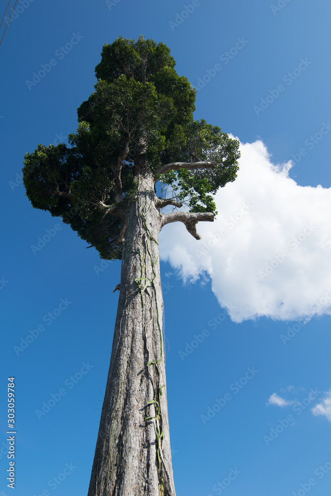 Obraz premium Alone tree stand and cloudy with blue sky 
