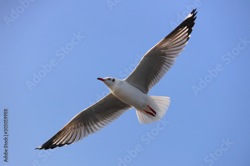 Beautiful seagull flying in the sky.