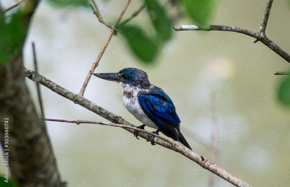 Obraz premium Kingfisher Stand on a branch