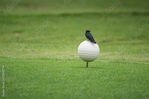 kingfisher is standing on golf course marker with green background