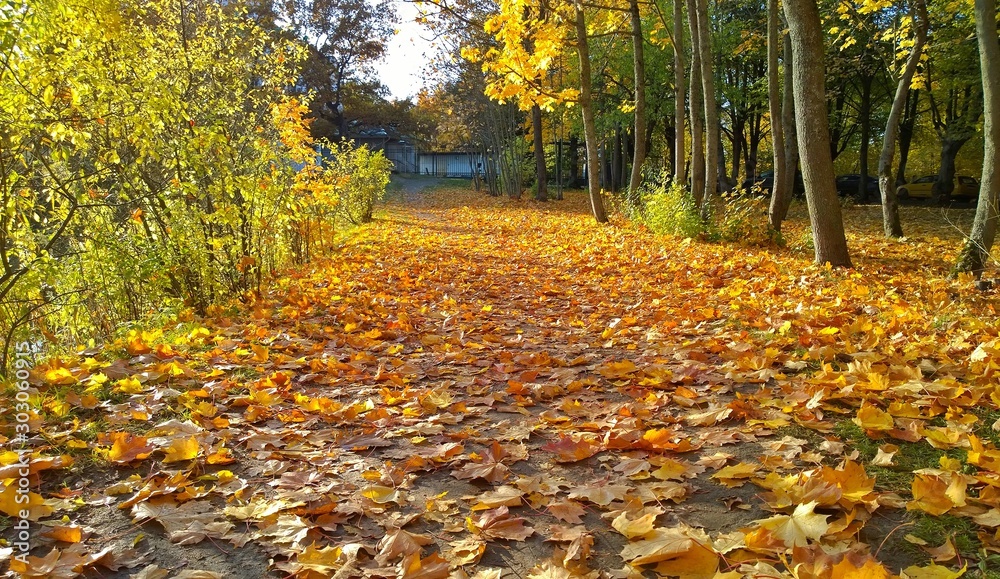 Golden carpet of fallen yellow orange and maple leaves on the ground. Autumn background. Fall landscape in the city park. Beauty of life on Earth. Protect and love nature and the world. Walkway path. Golden carpet of fallen yellow orange and maple leaves on the ground. Autumn background. Fall landscape in the city park. Beauty of life on Earth. Protect and love nature and the world. Walkway path.