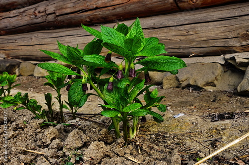 Henbane bell, Scopolia carniolica photo
