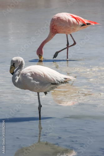 Juvenile and adult James flamingos (Phoenicoparrus jamesi) on a salt lake