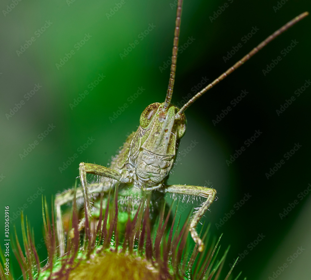 macro macro