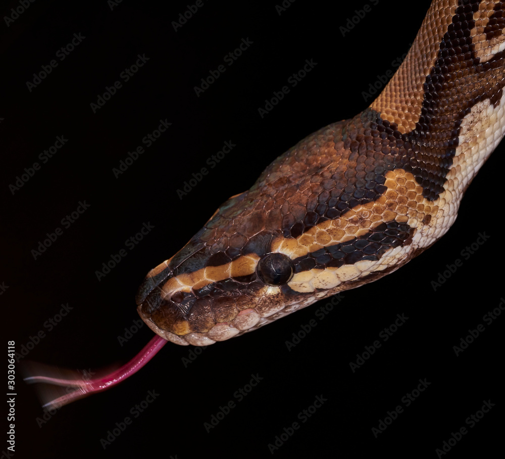 snake on black background snake on black background