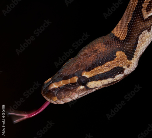 snake on black background