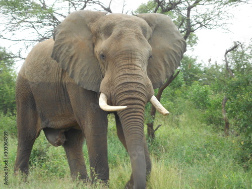 Out of bath elephant Kruger South Africa