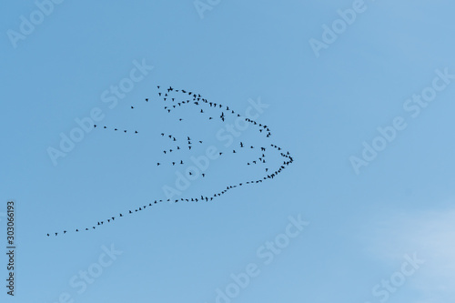 Flock with migrating geese
