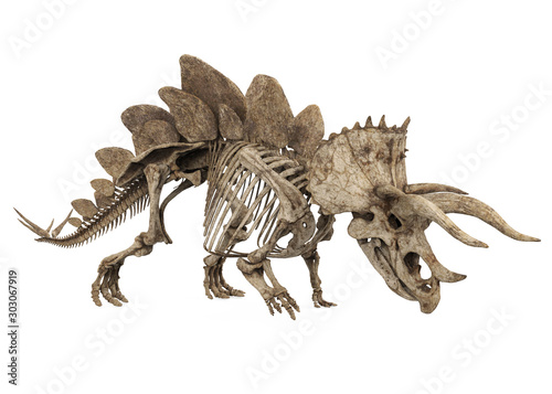 Fossil Skeleton of Dinosaur Stegoceratops Isolated © nerthuz