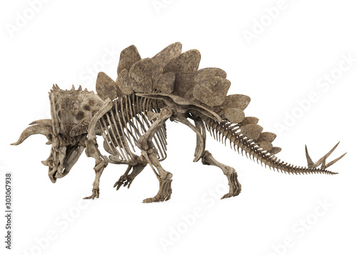 Fototapeta Naklejka Na Ścianę i Meble -  Fossil Skeleton of Dinosaur Stegoceratops Isolated