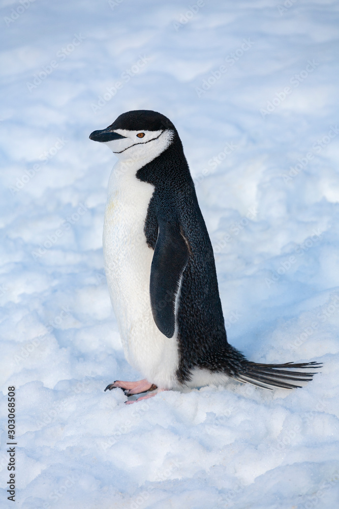 Fototapeta premium Chinstrap Penguin - Antarctic Peninsula - Antarctica