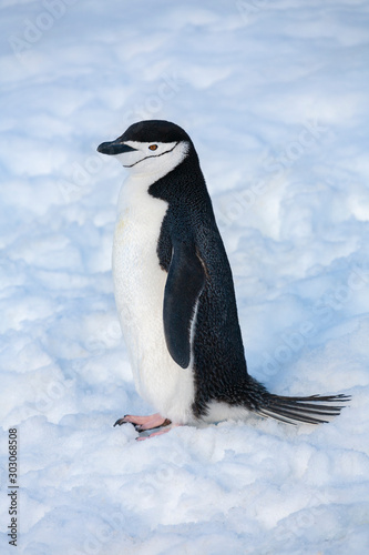 Chinstrap Penguin - Antarctic Peninsula - Antarctica