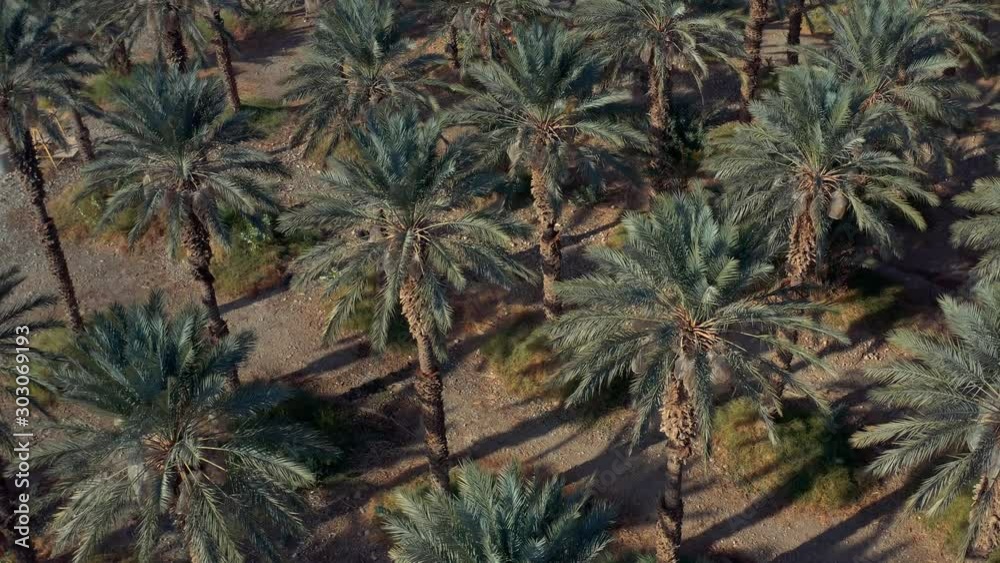 Palm trees plantation at the dead sea, Israel, 4k aerial drone view Palm trees plantation at the dead sea, Israel, 4k aerial drone view
