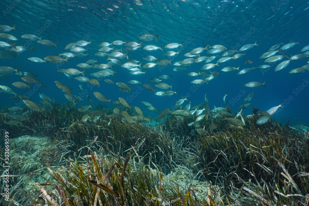 Fototapeta premium Fish school (Sarpa Salpa) with seagrass (Posidonia oceanica) underwater in Mediterranean sea, Spain, Catalonia, Costa Brava, Roses