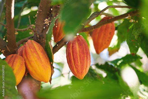 Fototapeta Naklejka Na Ścianę i Meble -  Agriculture of cacao pods