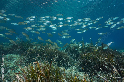 Fish school (Sarpa Salpa) with seagrass (Posidonia oceanica) underwater in Mediterranean sea, Spain, Catalonia, Costa Brava, Roses