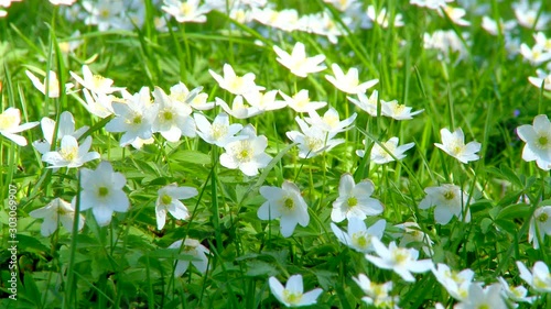 Thimbleweed Flowers In Spring Forest