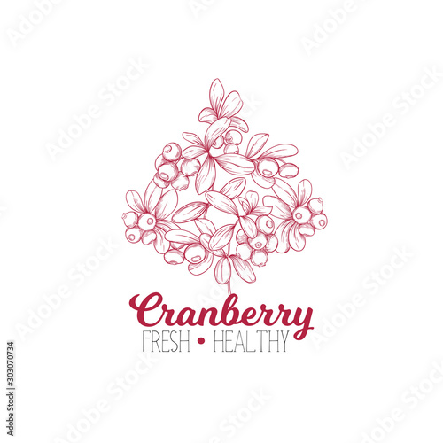 Cranberry. Element for design. Good for product label. Colored vector illustration. Graphic drawing, engraving style. Vector illustration