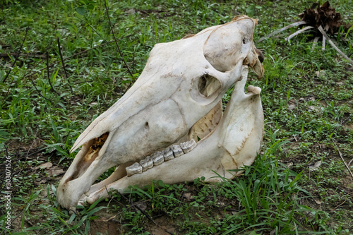 Close up of horse skull on green grass, Pantanal Wetlands, Mato Grosso, Brazil © Uwe Bergwitz