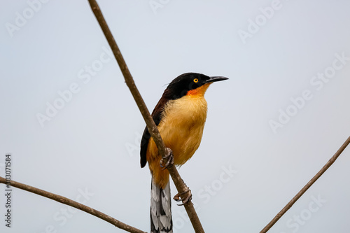 Beautiful Black-capped donacobius perched on a bare branch against bright sky, close up, Mato Grosso, Brazil photo