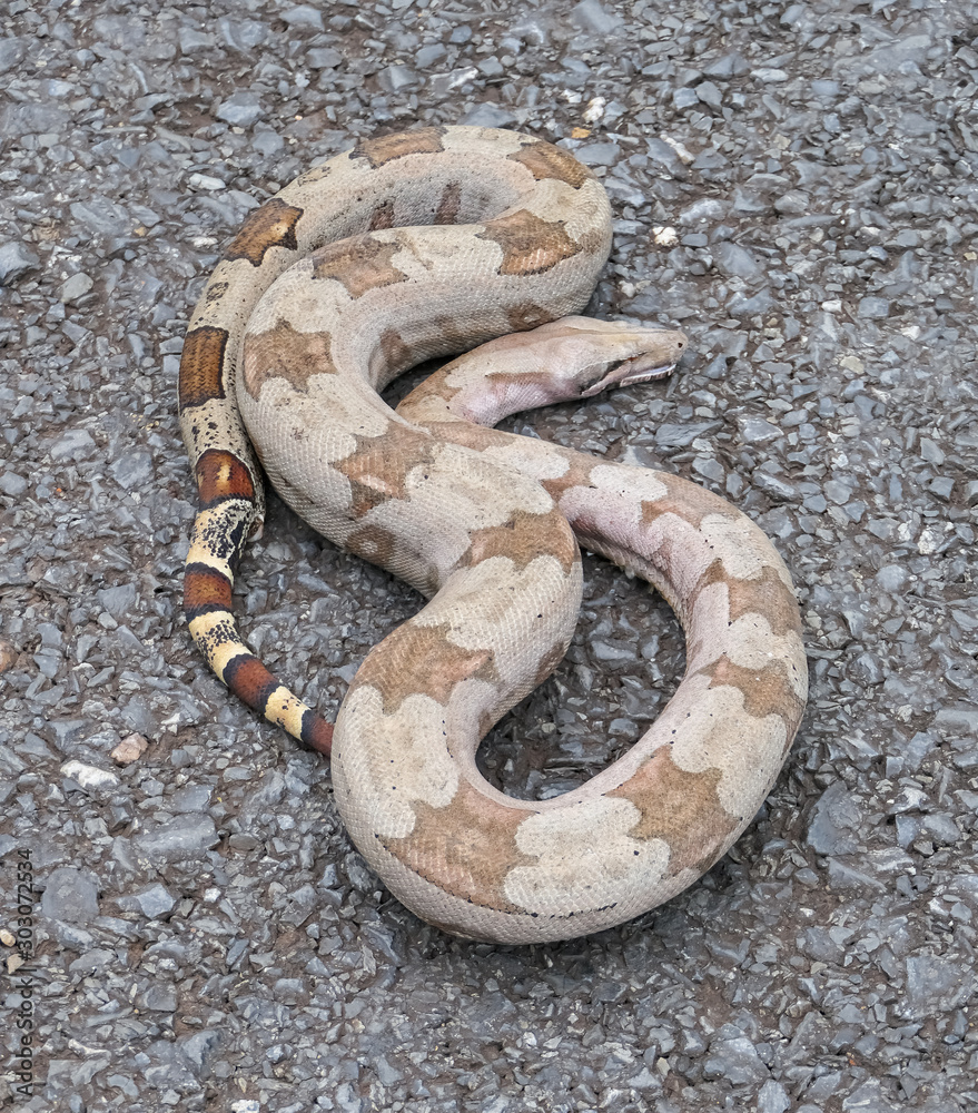 Obraz premium Close up of a Boa constrictor lying looped on a tarred road, Pantanal Wetlands, Mato Grosso, Brazil
