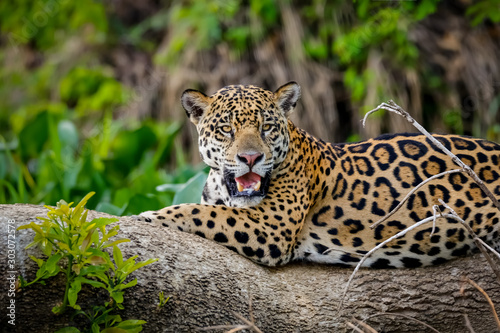 Magnificent Jaguar resting on a tree trunk at the river edge, facing camera, Pantanal Wetlands, Mato Grosso, Brazil