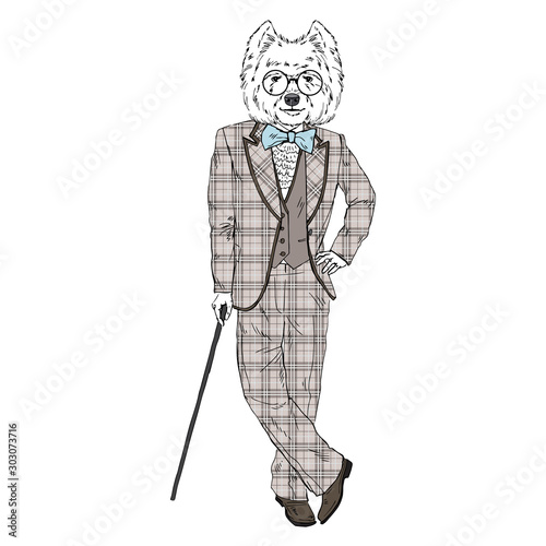 Humanized West Highland white terrier breed dog dressed up in vintage outfits. Design for dogs lovers. Fashion anthropomorphic doggy illustration. Animal wear suit, tie bow, glasses, walking stick