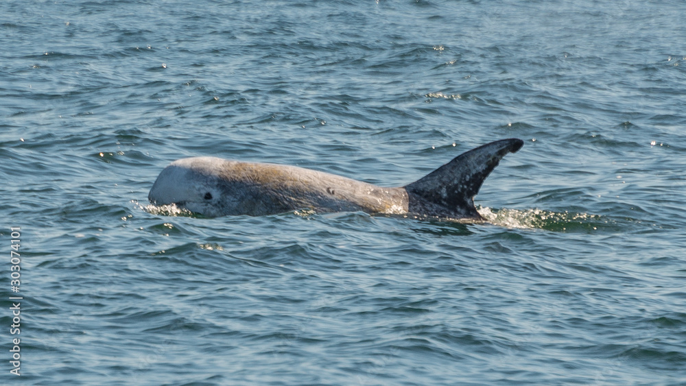 Fototapeta premium Delfin vor Kalifornien