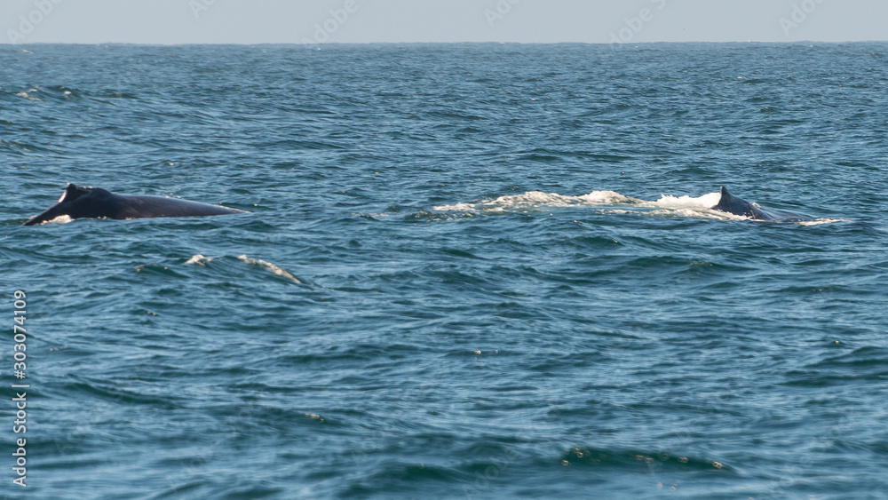 Fototapeta premium Walfinnen