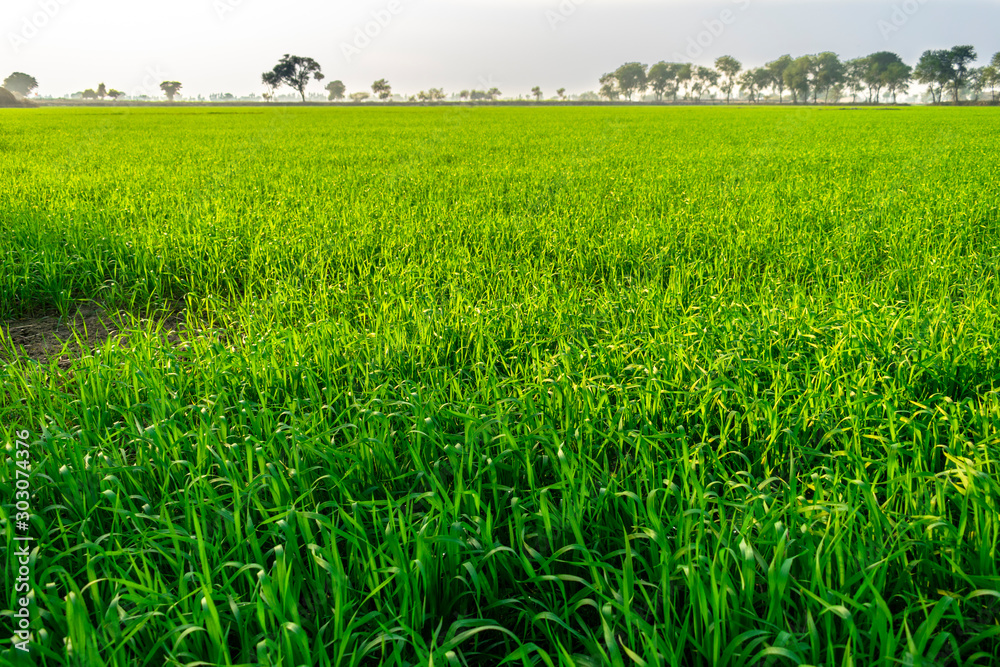 Obraz premium Landscape View Of Wheat FIelds