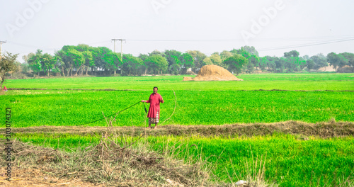 a young farmer is working in his wheat fields and feeling happy  © Ali Magsi