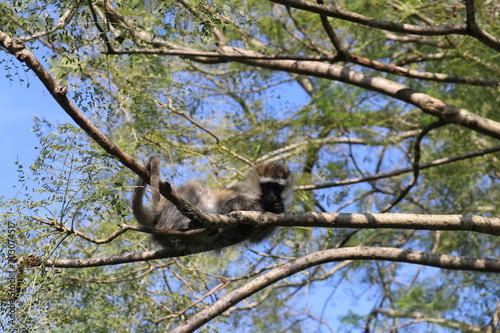 Vervet monkeys in Uganda