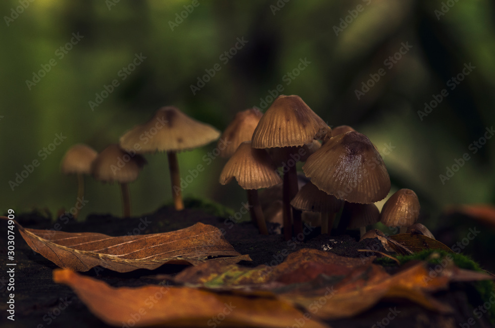 Fototapeta premium mushrooms in forest