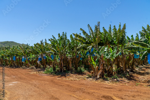 on a banana plantation in Australia  bananas are protected from Panama disease by plastic bags