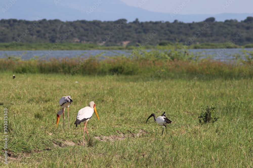 Yellow-billed stork in the Lake Edward in Uganda