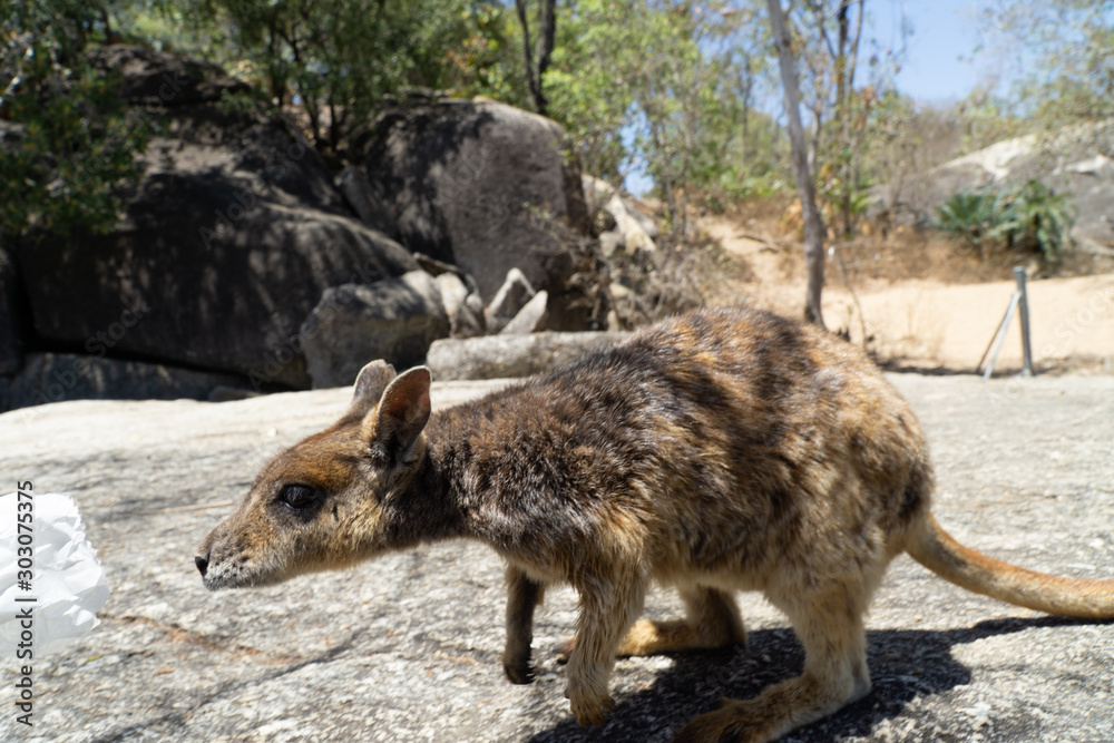 a cute looking wallaby trustfully eats food from one hand a cute looking wallaby trustfully eats food from one hand