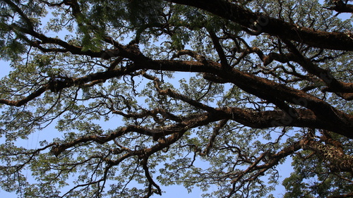 shady trees, seen from below with blue sky