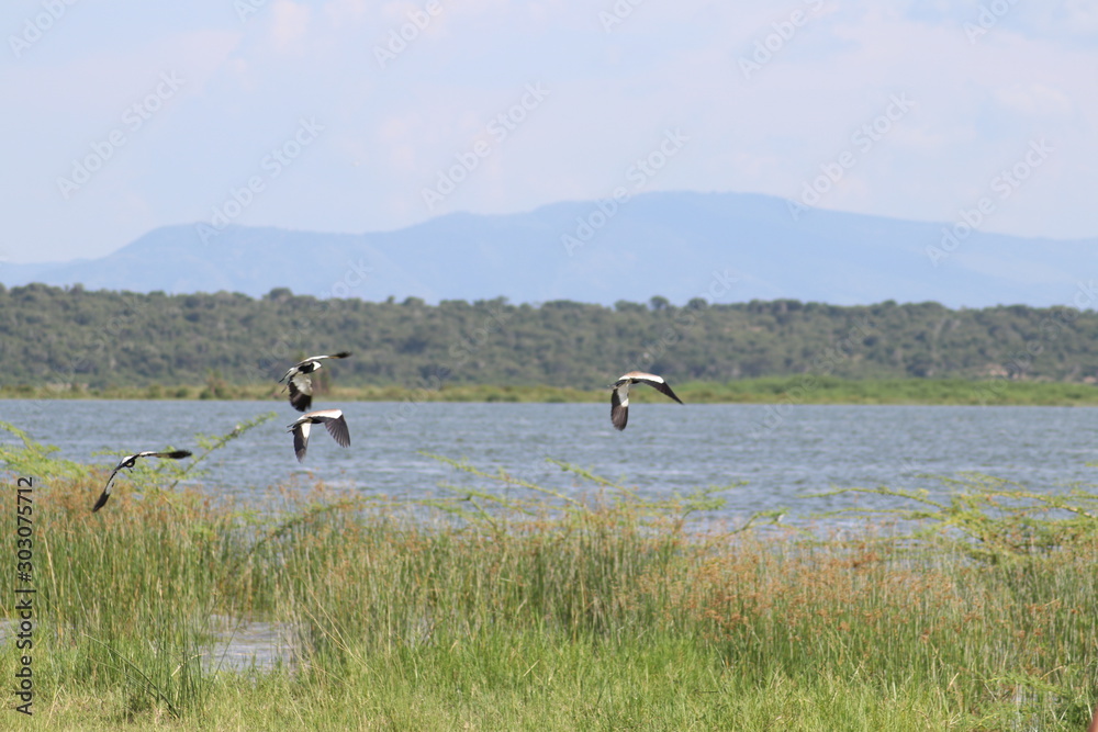 Birds at the Lake Edward in Uganda