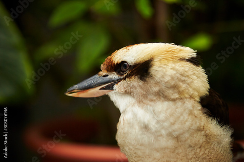 Kookaburra bird in the park  photo