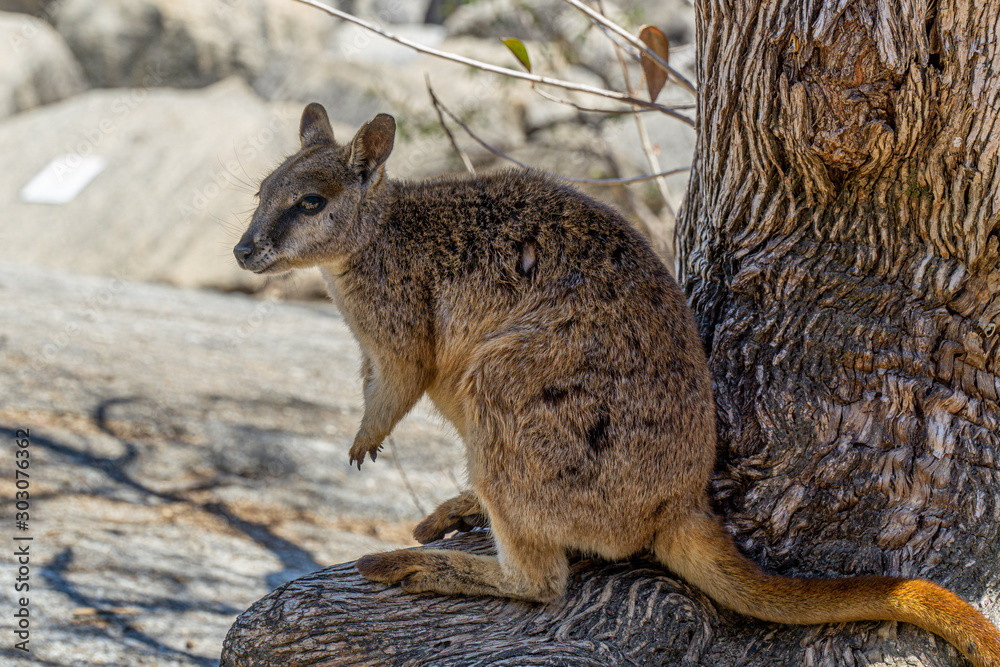 Obraz premium a cute looking wallaby trustfully eats food from one hand